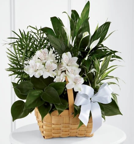 Basket of assorted green plants with white alstroemeria blooms and a white ribbon bow