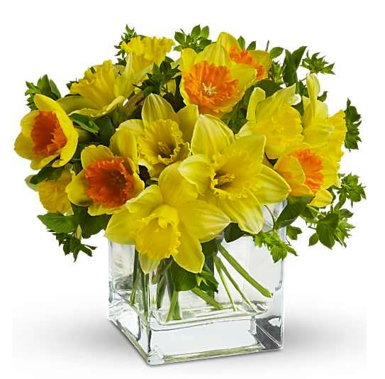 Yellow daffodils in a clear square glass vase