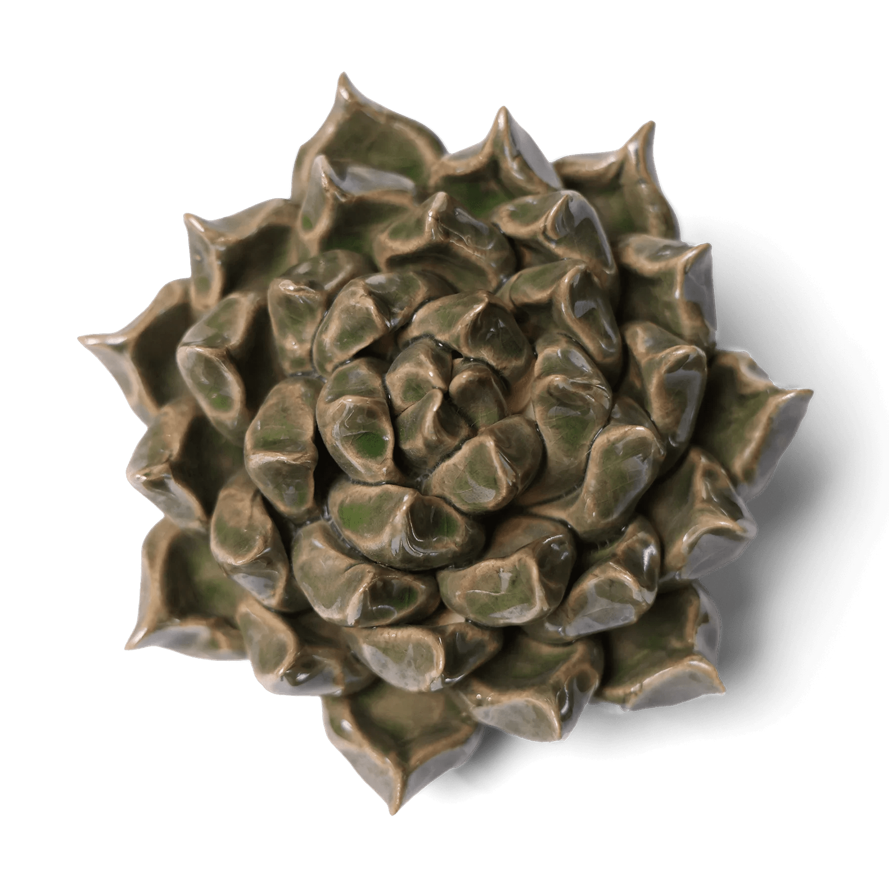 Close-up of a bronze-toned succulent rosette