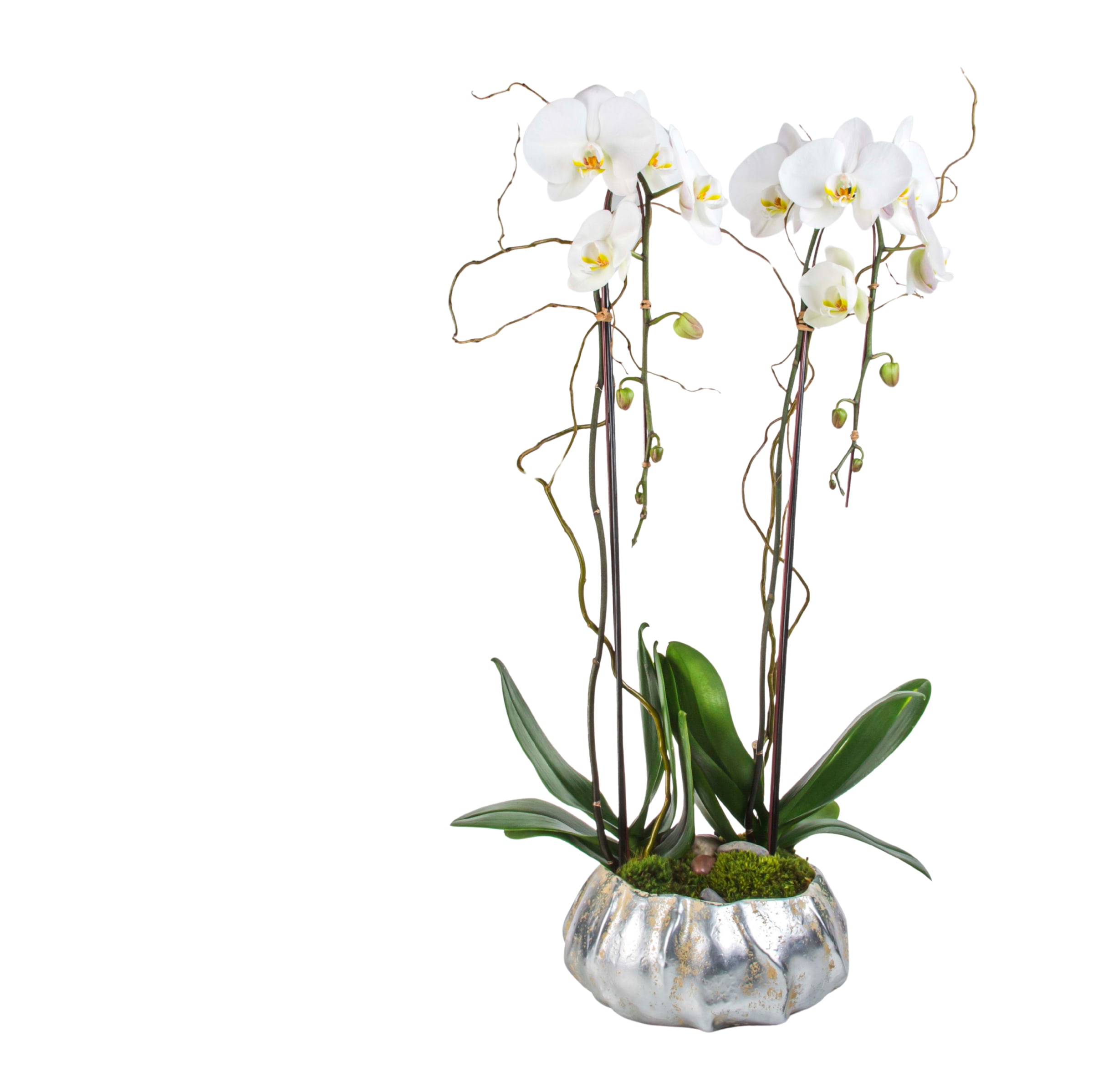 Uptown Chic Orchid  - Double blooming white phalaenopsis orchids in a high style decorative pot. An impressive display of the classic modern orchid.  Containers vary based on availability. 