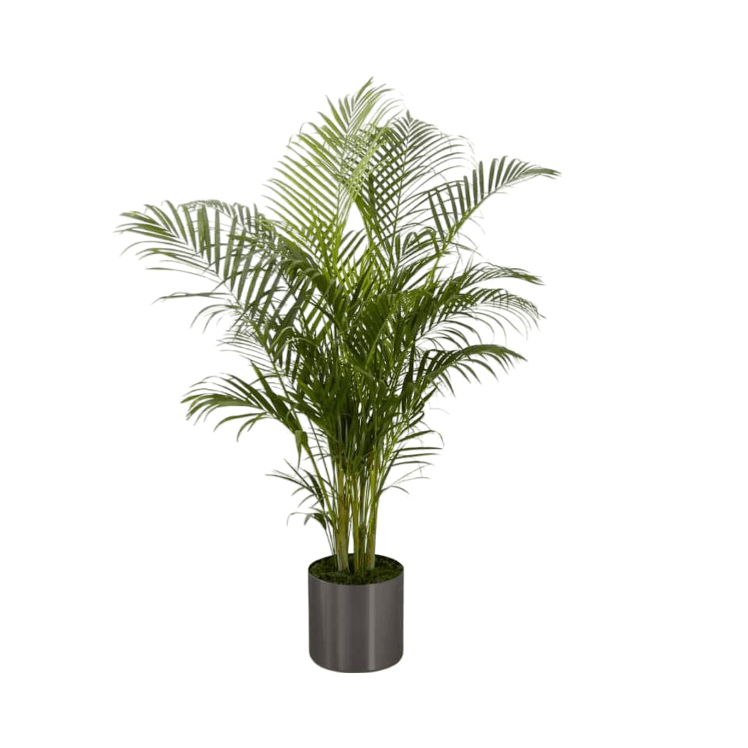Palm - The Palm Plant brings natural beauty to any space with its incredible lush foliage. Known for their attractive splayed green leaves, this large plant arrives presented in a round graphite container to make it an ideal fit for any interior Containers vary. 