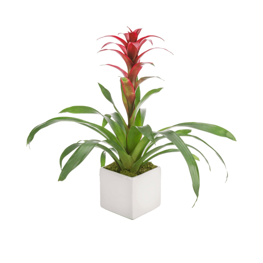 Tropical Bromeliad Plant  - A plant with a cool shape, bright color, that works as an air purifier AND is long-lasting? What more could you want from a house plant? The tropical bromeliad plant does best with moderate/bright light and loves humidity so they do great in a bathroom with a window. Containers vary.