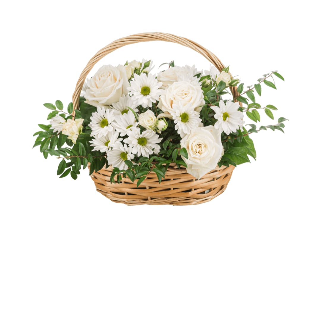 Pristine  - A peaceful white and green basket featuring white daisy mums and white roses with greenery in a basket.  