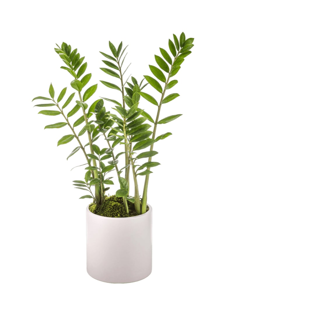 ZZ Plant by BloomNation™ - The ZZ plant is a great plant for somebody who can't keep plants alive! Also known as the zamioculcas zamiifolia, this plant likes indirect light and rare waterings. Leave it on a desk or table and sometimes remember to pour some water in the pot. The perfect housewarming or congratulations gift for your "black thumb" friends and family.