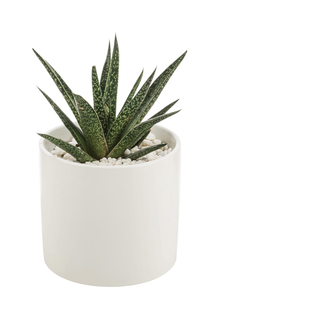Aloe Plant - Aloe Plants like bright, indirect sunlight and deep but infrequent watering. Aloe Plants, along with being a great air filtering plant, look great on any desk and make a great gift for your plant friend!