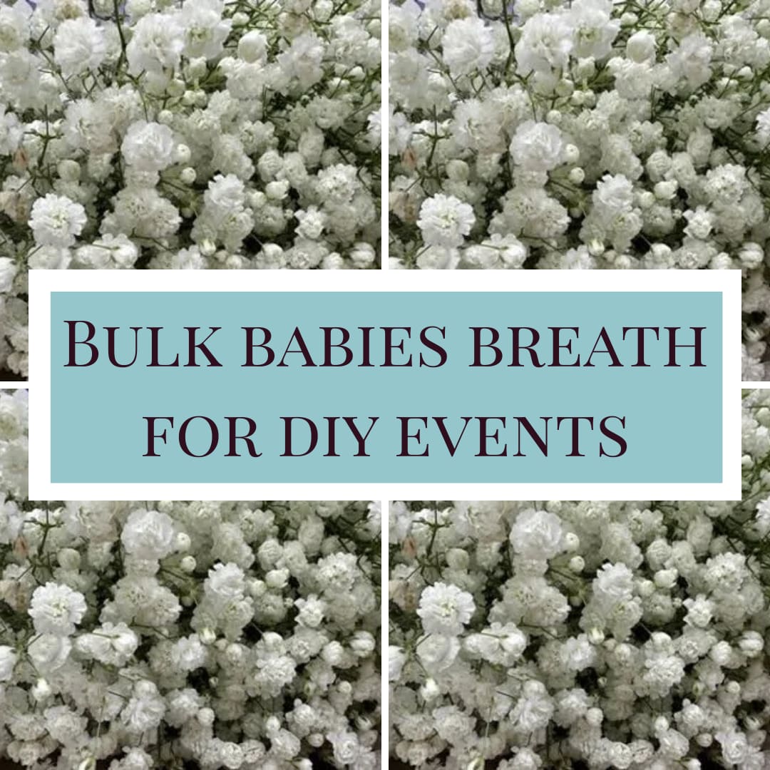 Bulk Babies Breath bunches - Bunches of bulk white babies breath. Perfect for your DIY weddings, baby showers, bridal showers and other special events. Bulk flowers are professionally cleaned, processed, and hydrated by us and are ready for you to just design!   *1 week notice required* * For delivery or pick up in the Minneapolis/ Saint Paul/ Lake Minnetonka and surrounding areas only. Not available for nationwide shipping at this time. *
