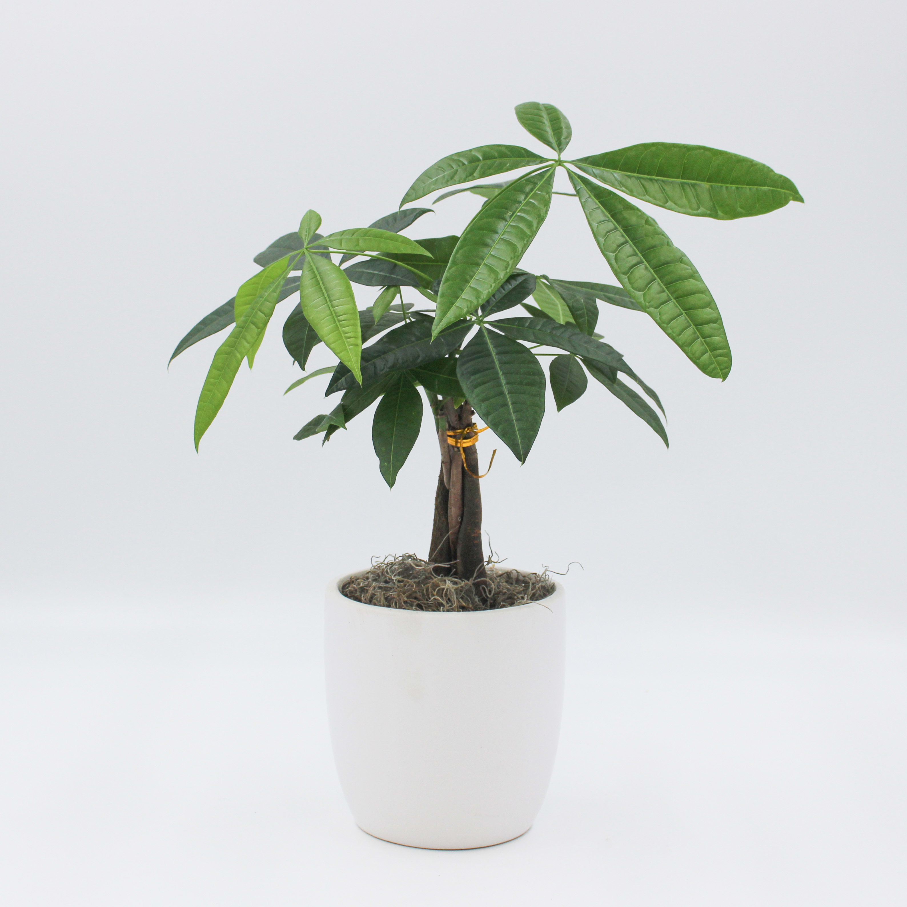 Potted money tree plant in a white ceramic pot
