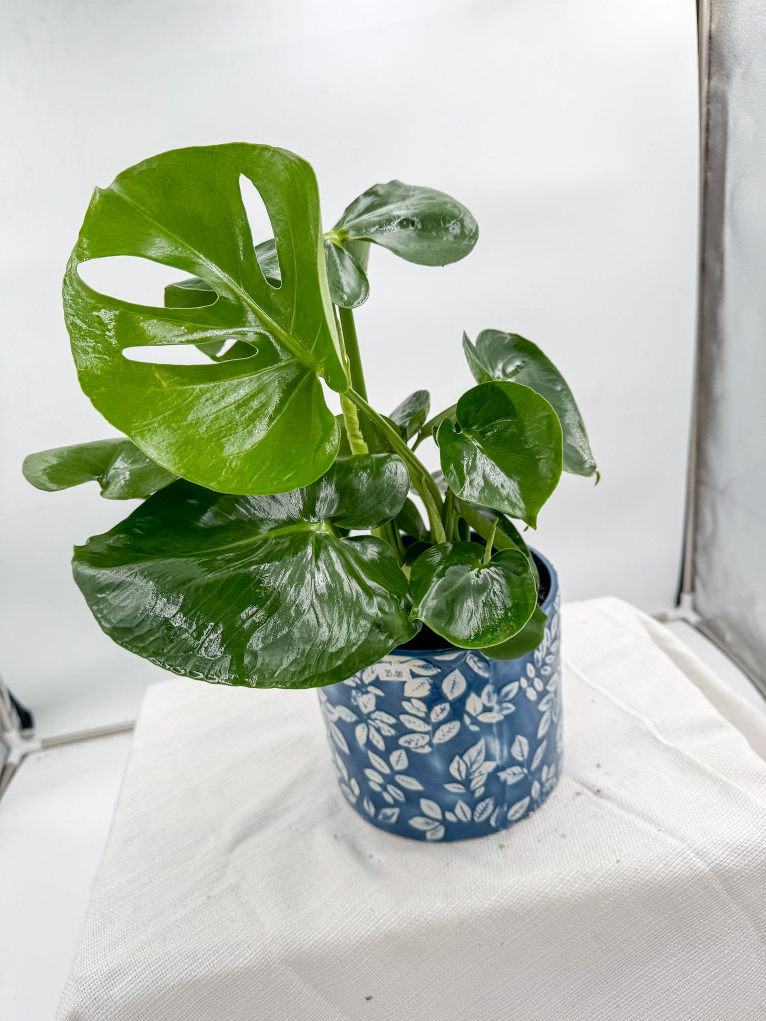Monstera Deliciosa - A tropical plant that like high humidity, and indirect sunlight. Comes in a decorative pot.
