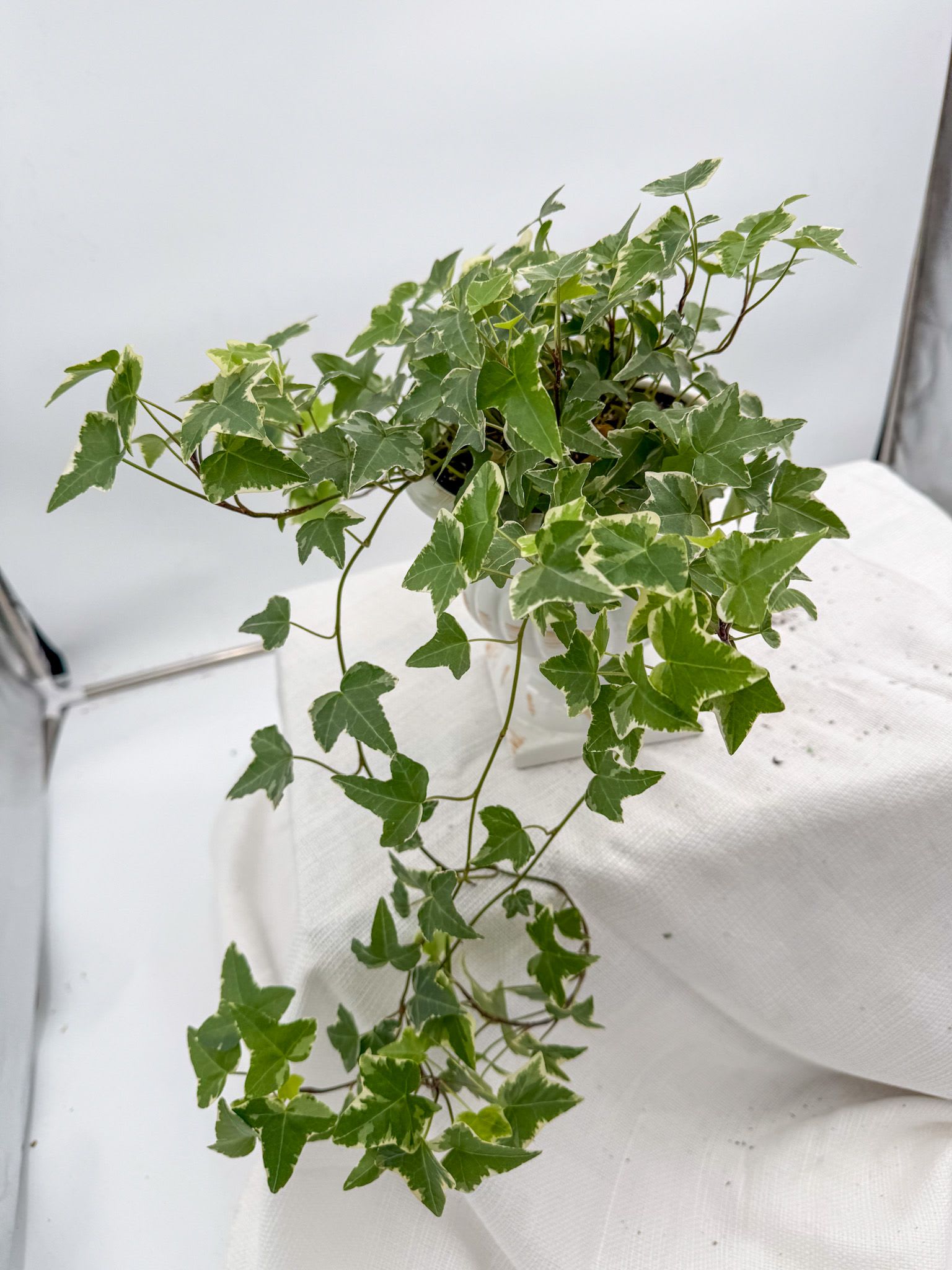 English Ivy Variegated - English Ivy is a great plant for the beginner. Will thrive in any environment. A great and no fuss plant