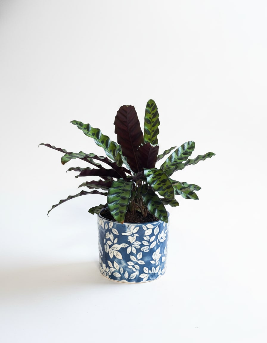 Calathea Rattlesnake Prayer Plant 6 inch Decorative Pot - 6" Rattlesnake prayer plant in decorative ceramic pot,  lush patterned foliage, ready to display. Thrives in bright, indirect light, consistently moist not soggy soil.
