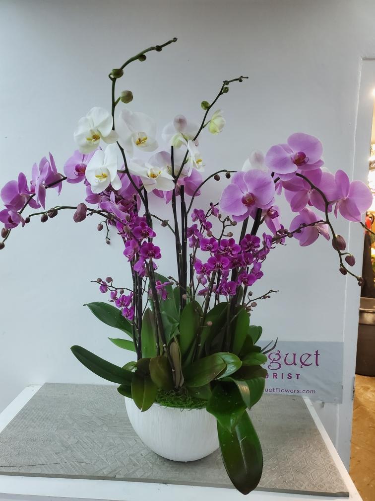 White and purple orchids arranged in a white pot