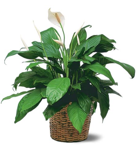 Medium Spathiphyllum Plant - TF133-3 - This easy-to-care for plant with its shiny dark green leaves and white flowers is the perfect complement to any home or office. And that special someone will be perfectly complimented too. One spathiphyllum plant arrives in a rattan basket.Approximately 26" W x 30" H As Shown : TF133-3