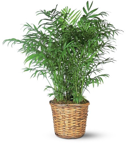 Potted palm plant in a woven basket