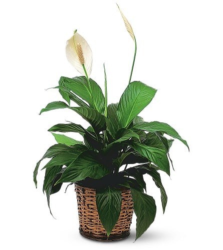 Potted peace lily in a woven basket planter