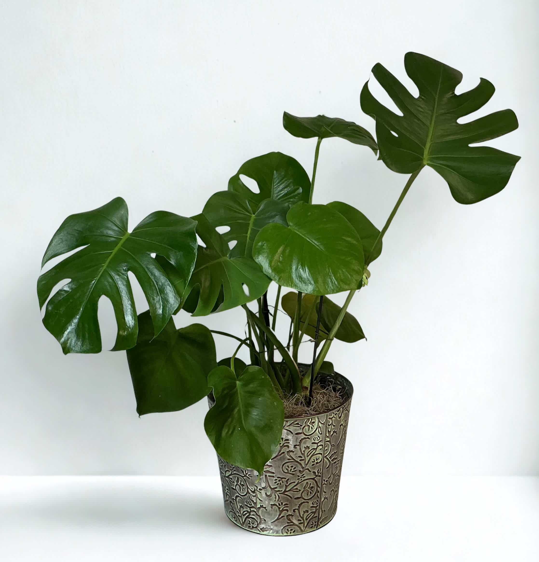 Potted monstera plant with large split green leaves in a decorative metal container