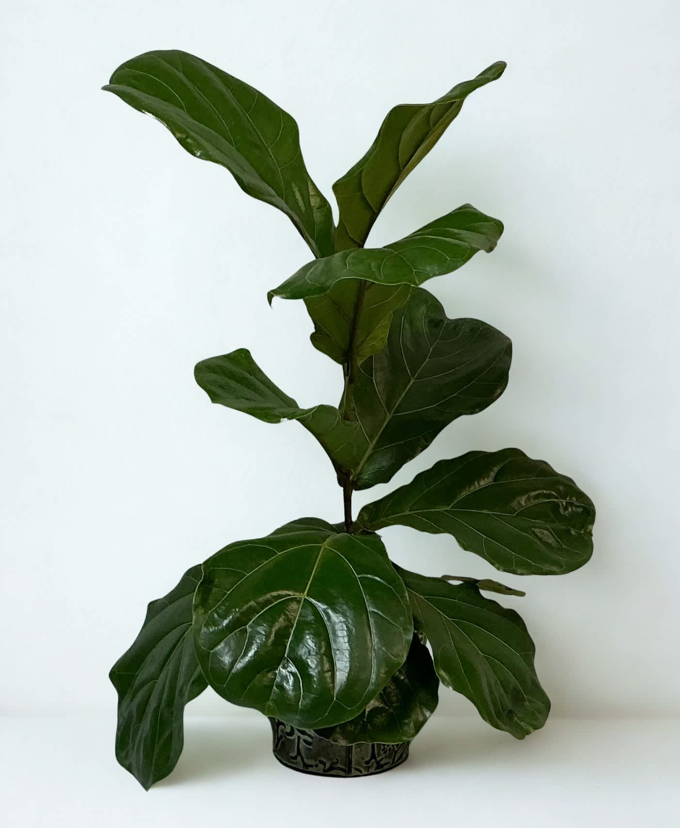 Potted fiddle leaf fig plant with large glossy green leaves