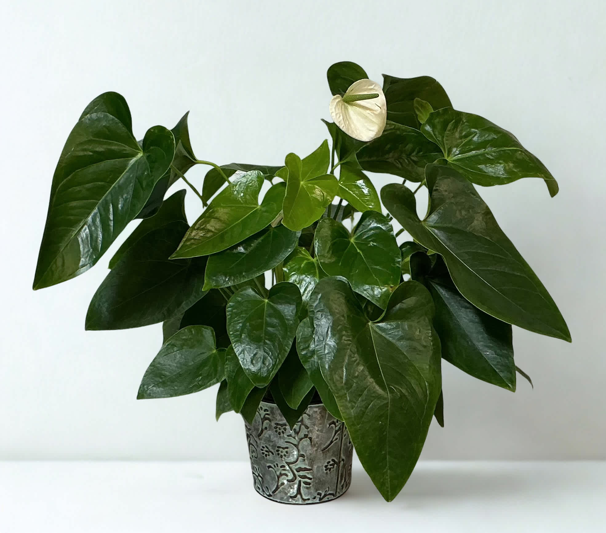 Potted plant with glossy dark green leaves and a single white bloom in a decorative metal container