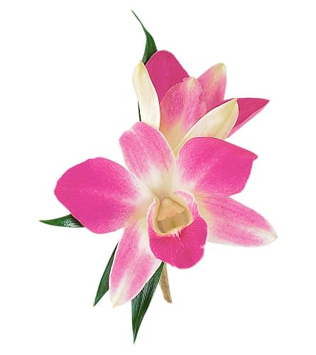 Pink and white orchid corsage with green leaves