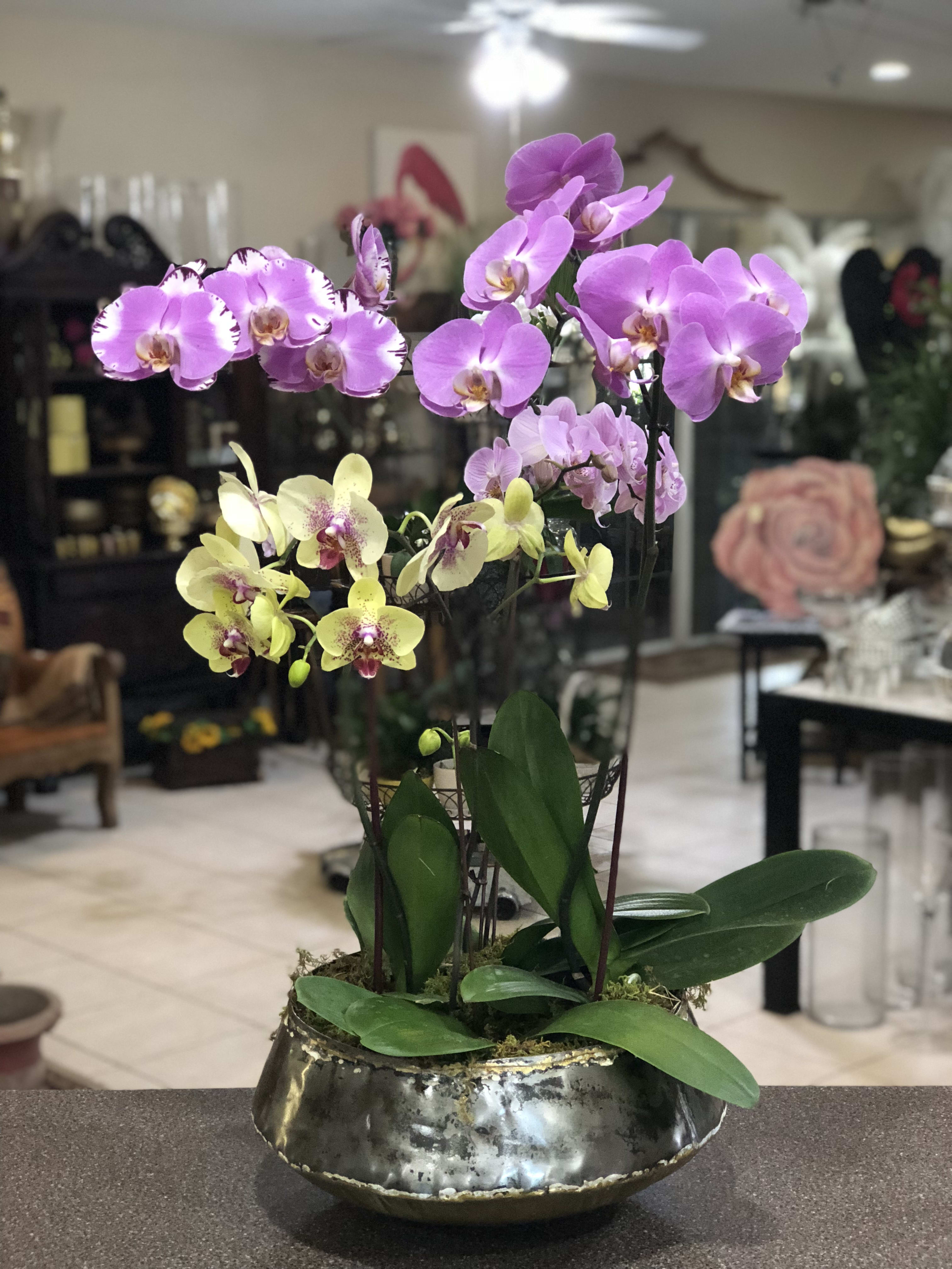 Potted orchids with pink and yellow blooms in a metallic bowl planter