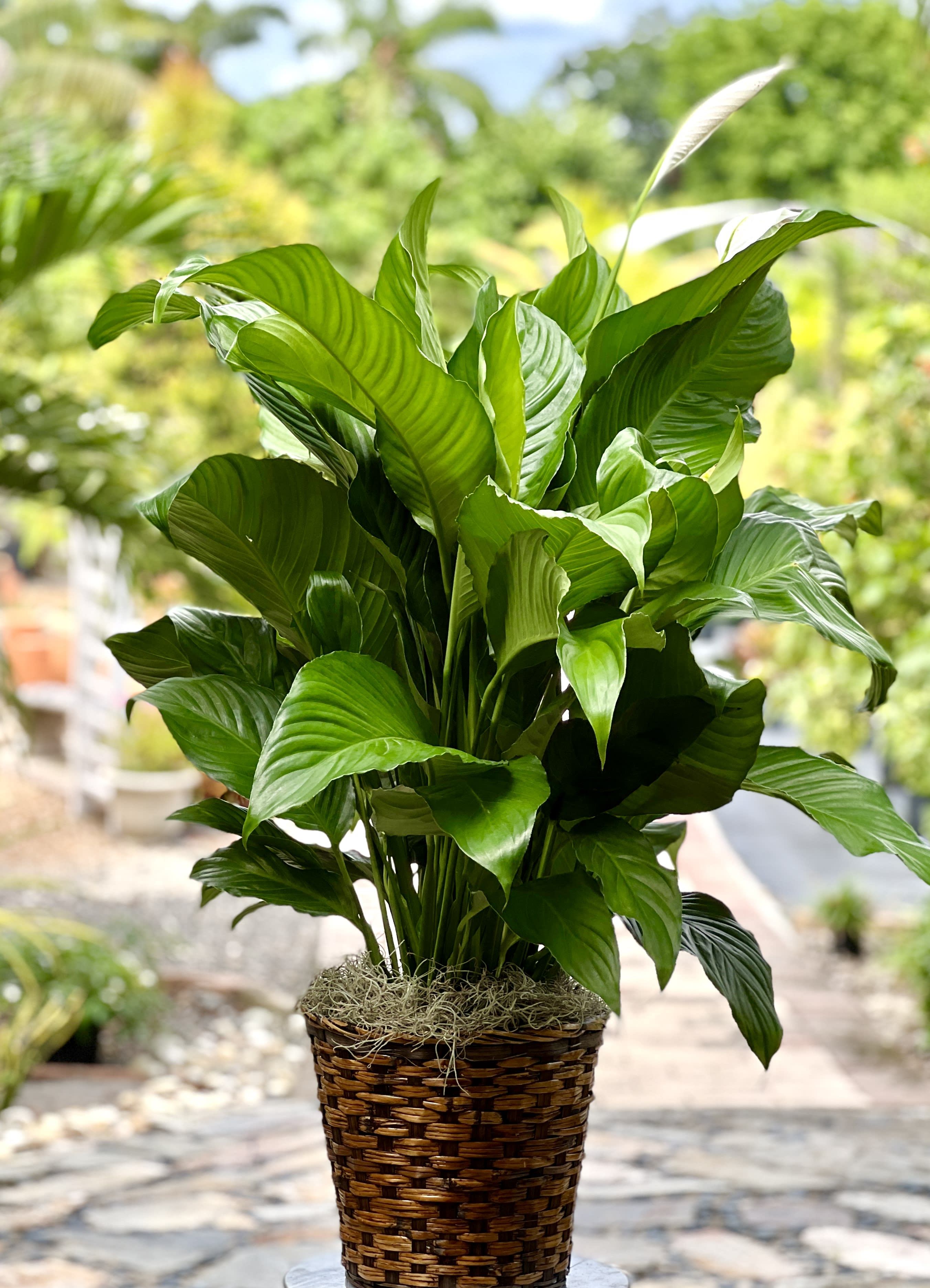 Potted green houseplant in a woven basket planter