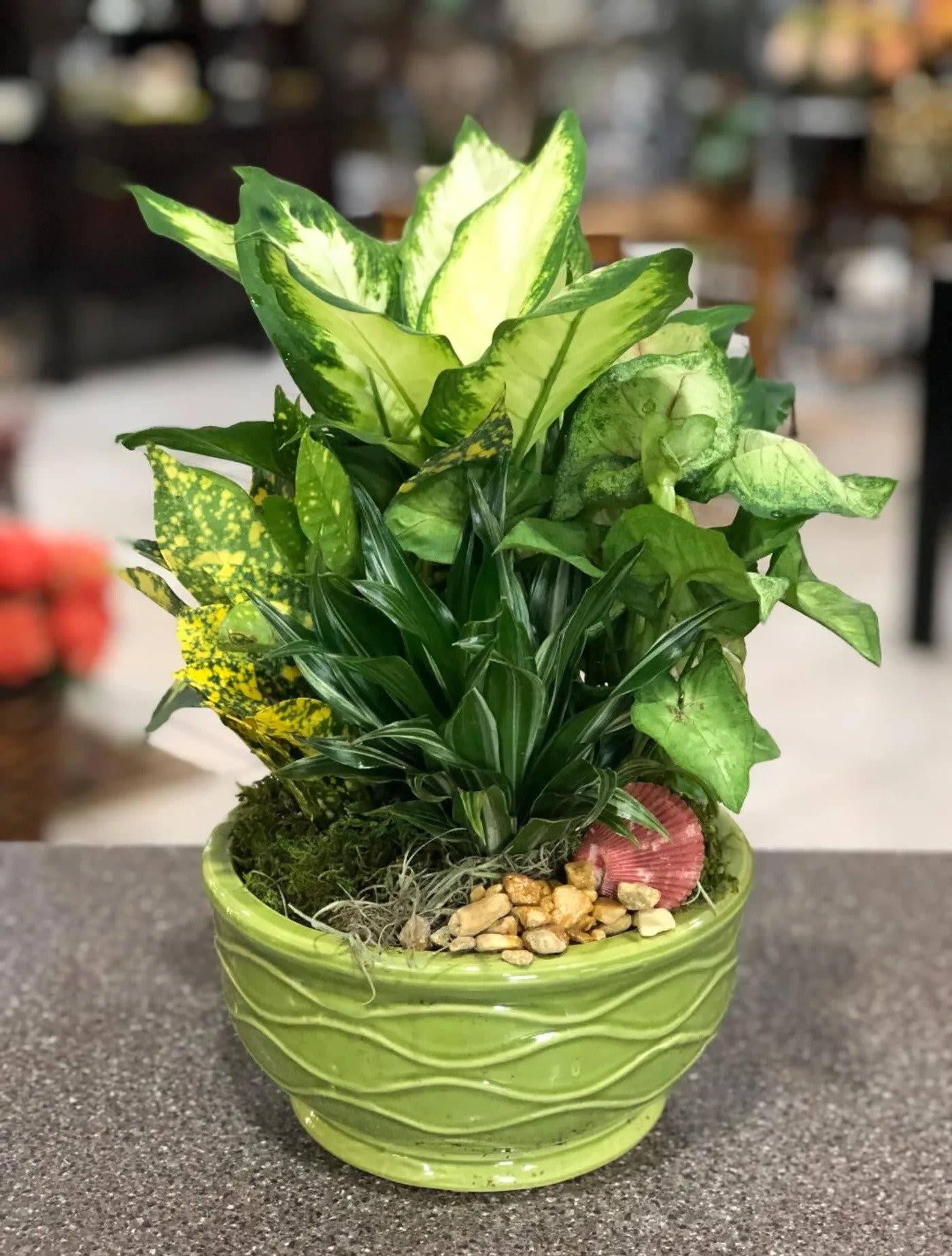 Green potted plant arrangement in a ceramic bowl with decorative stones