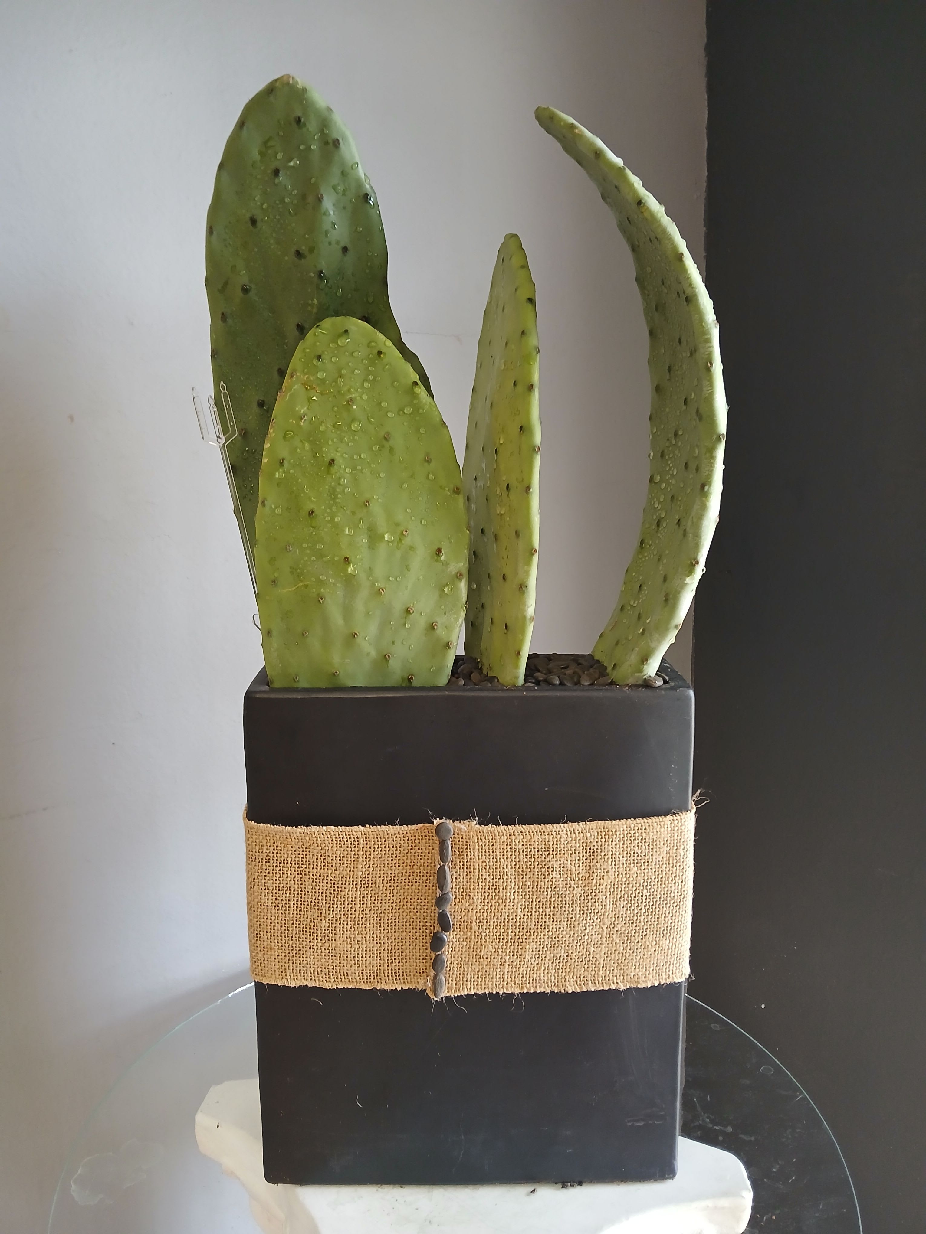 #PL102 Cactus Plants  - A compact desert accent that brings low-maintenance green into any room - this small potted cactus arrangement is perfect as a housewarming gift or a casual home decor pick. The upright prickly pear pads make a sculptural statement that reads modern and earthy, and the contrast between the vivid green pads and the dark planter gives the display crisp visual impact for living rooms, entryways, or office desks.  The cacti sit in a black square planter wrapped in a wide burlap band and finished with a vertical row of small decorative pebbles for a handcrafted, rustic touch. Decorative top pebbles complete the look and help retain soil moisture; no flowers, just durable, sculptural plants that require minimal care. Size and specific planting dimensions are compact - ideal for tabletops or small shelves - making it an easy, thoughtful way to say "congrats on your new place" or "thinking of you" without the fuss of regular watering.