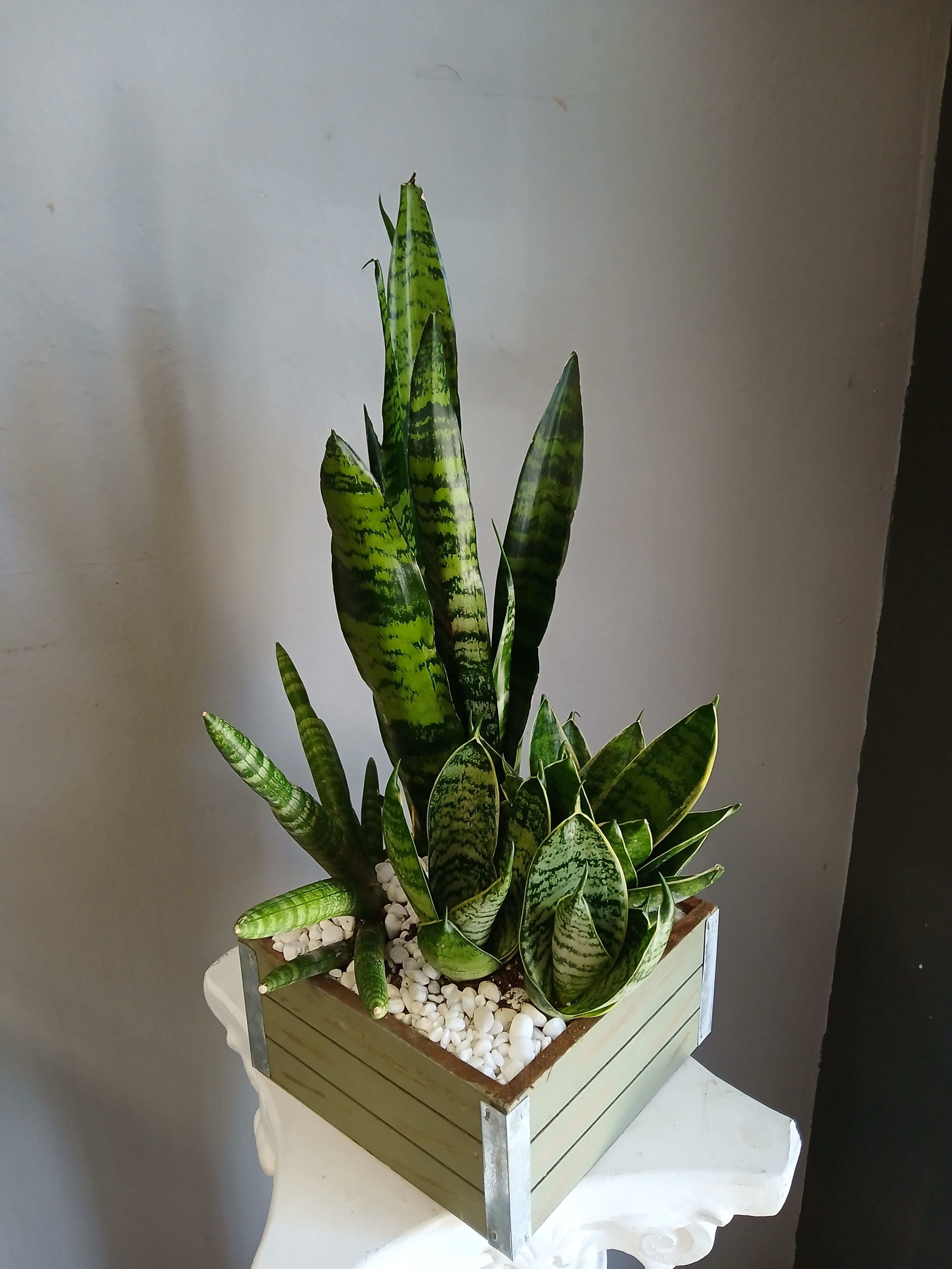 #PL16 Snake Plant Mix  - Snake plant mix in wooden box, displays a clean simple look. Simply beautiful Not pet friendly