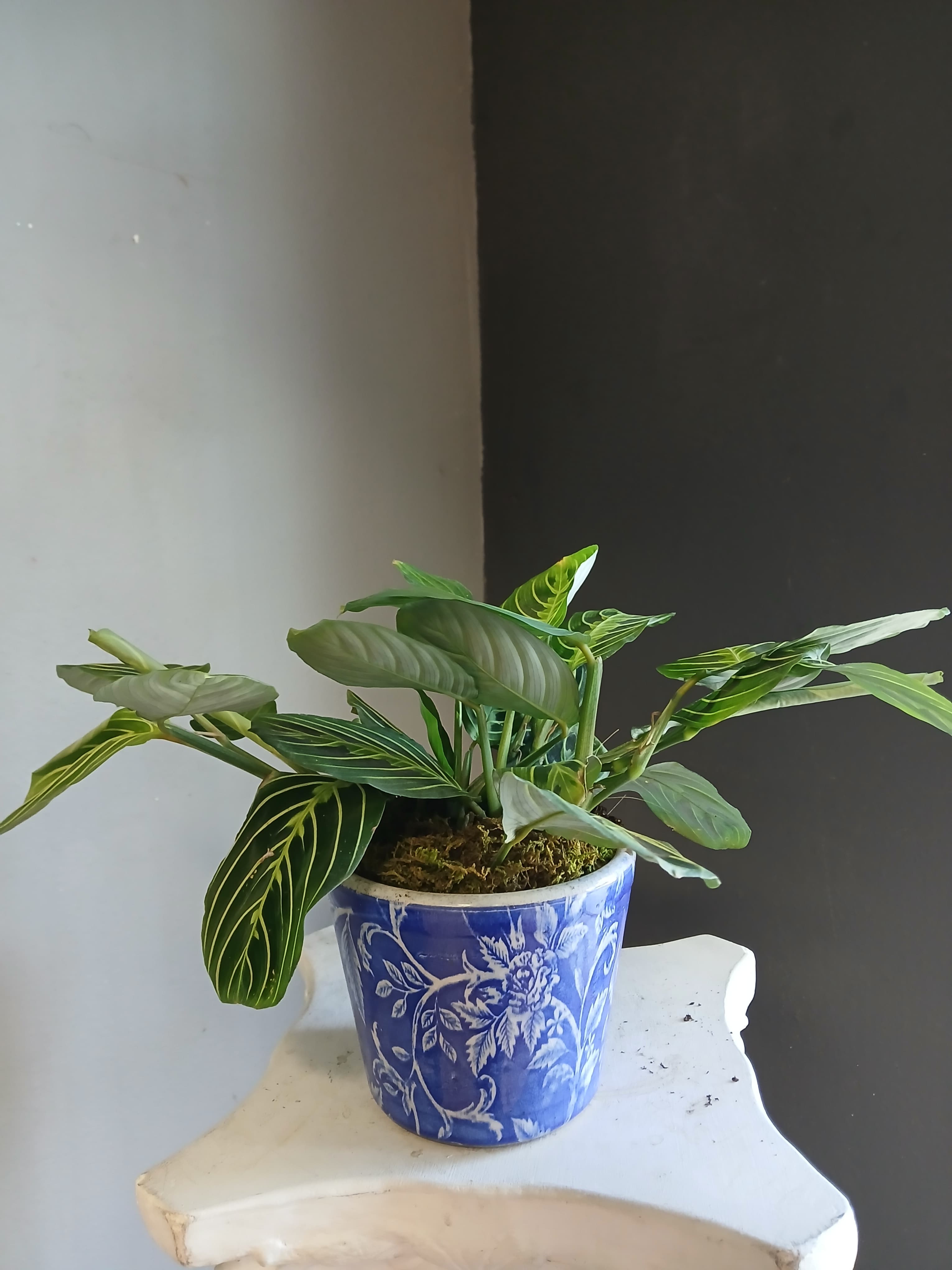 Potted tropical plant with striped green leaves in a blue ceramic pot