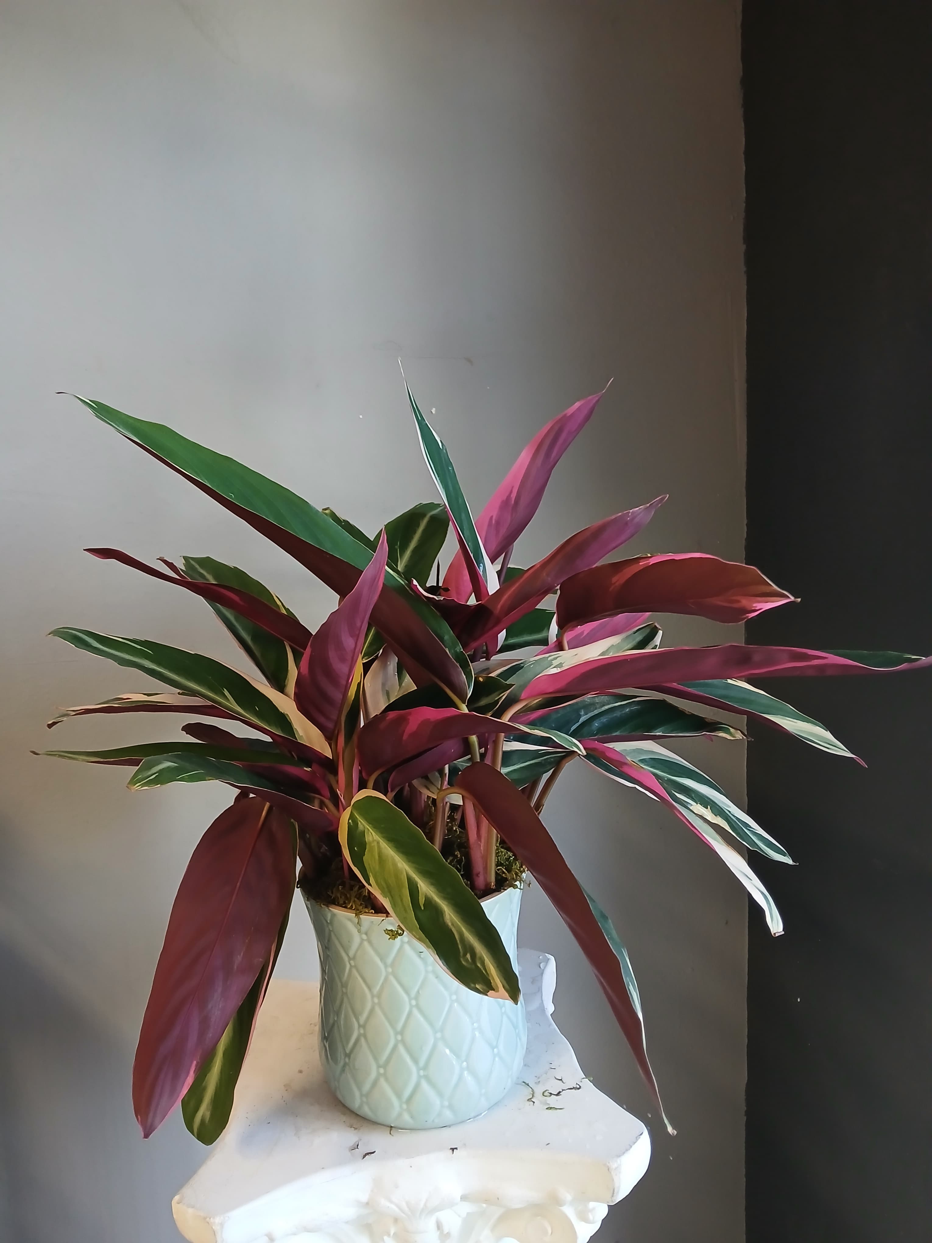 Potted tropical plant with long pink, green, and cream leaves in a white ceramic pot