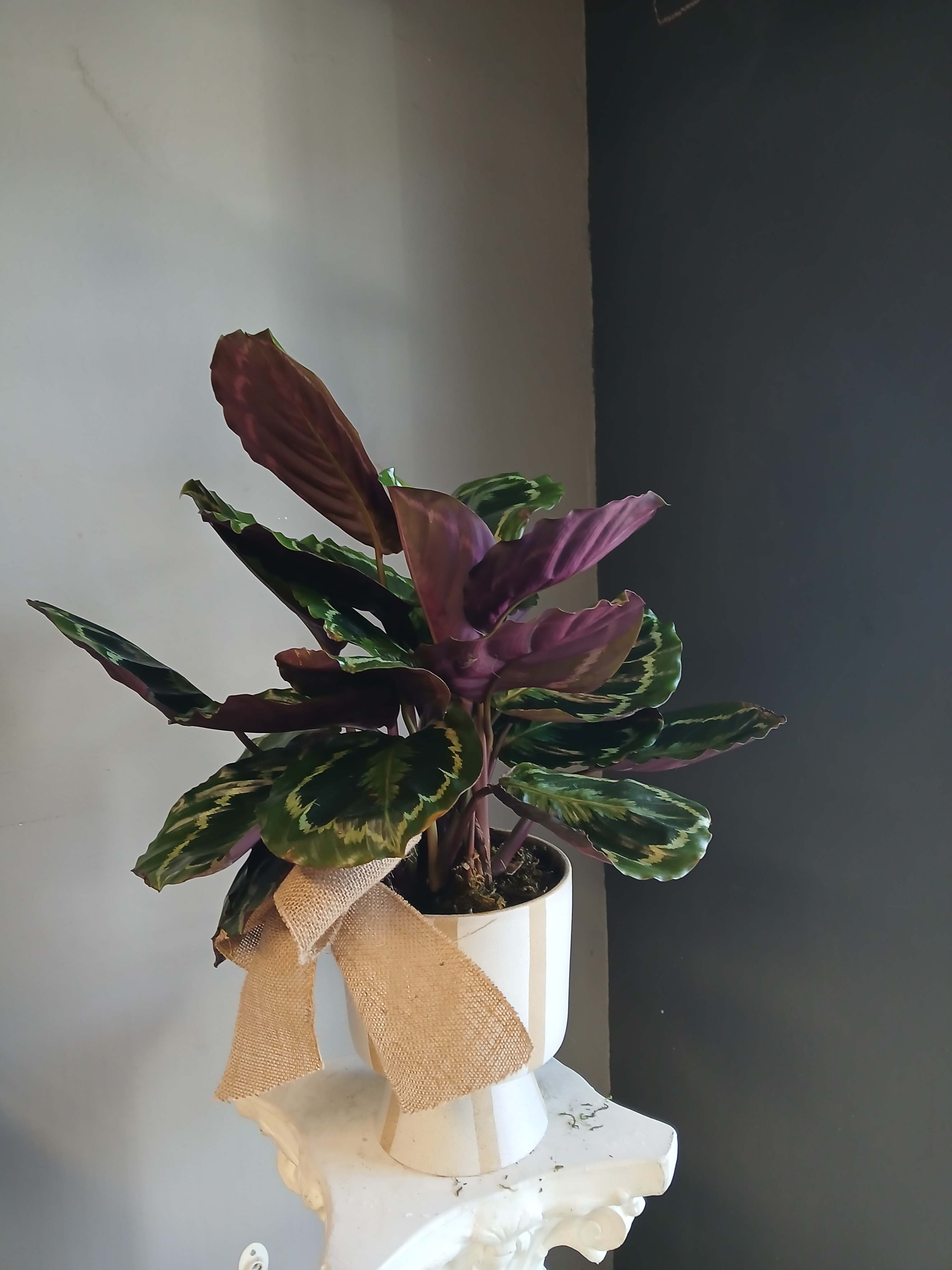 Potted calathea plant with patterned green and purple leaves in a white pot