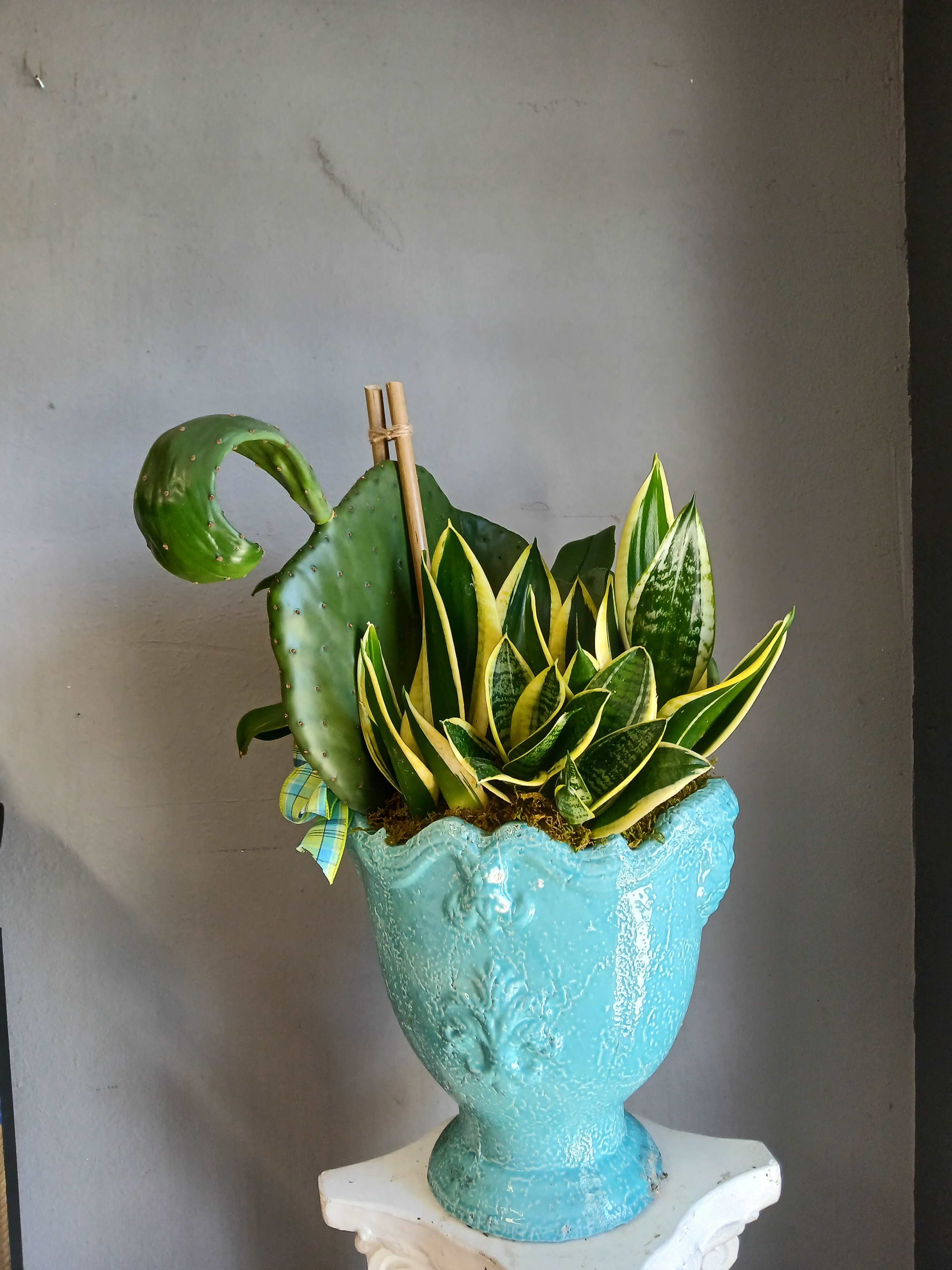 Snake plants and a cactus in a turquoise ceramic urn
