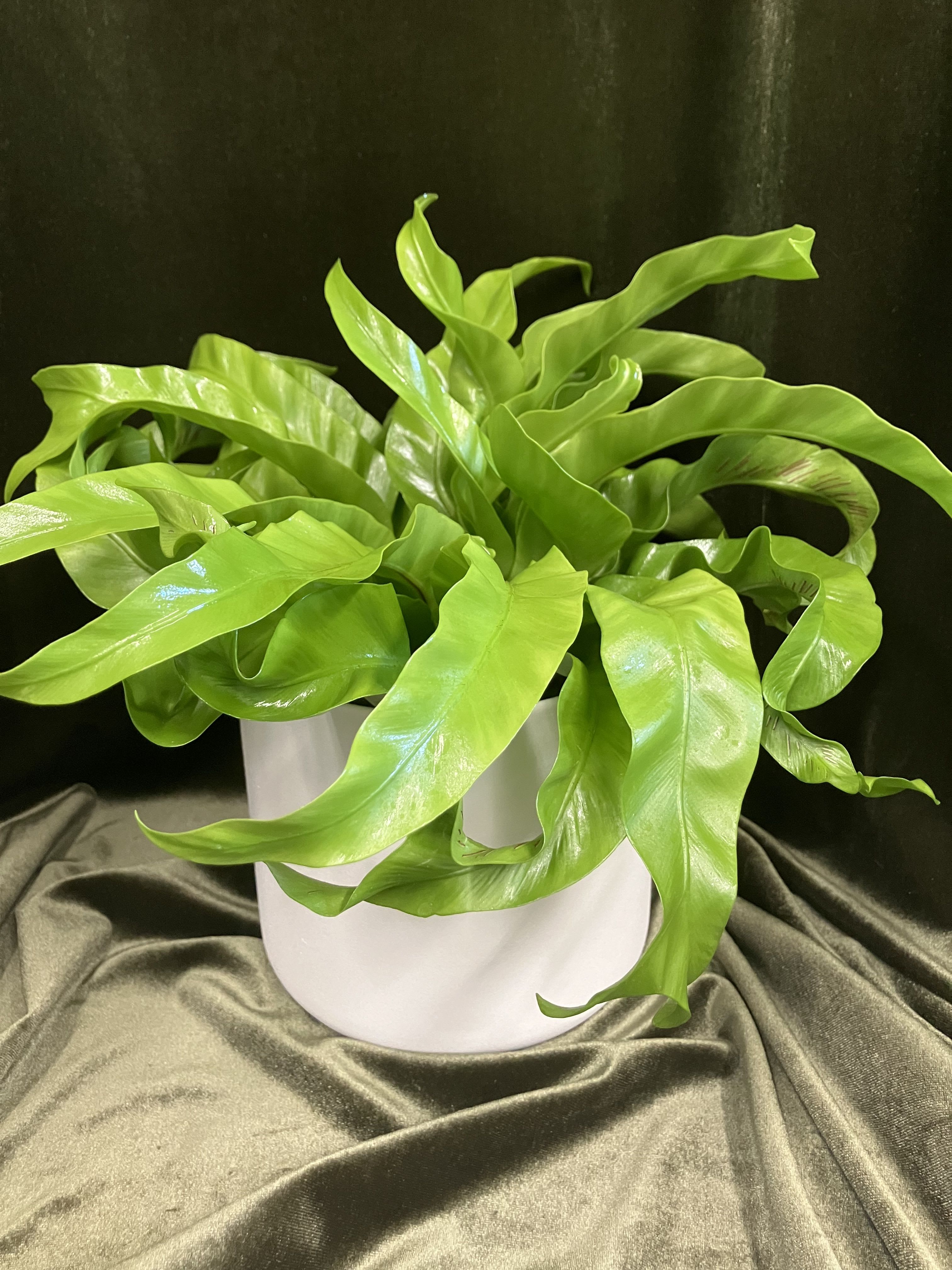 Lovely Birdsnest Fern Plant - Green Plant in a metal container 