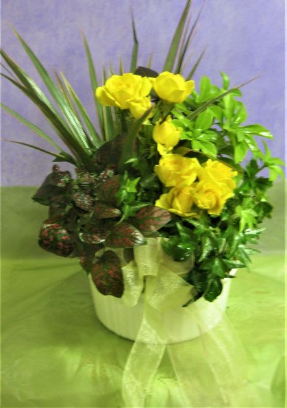 Yellow roses in a white pot with tall grass-like leaves