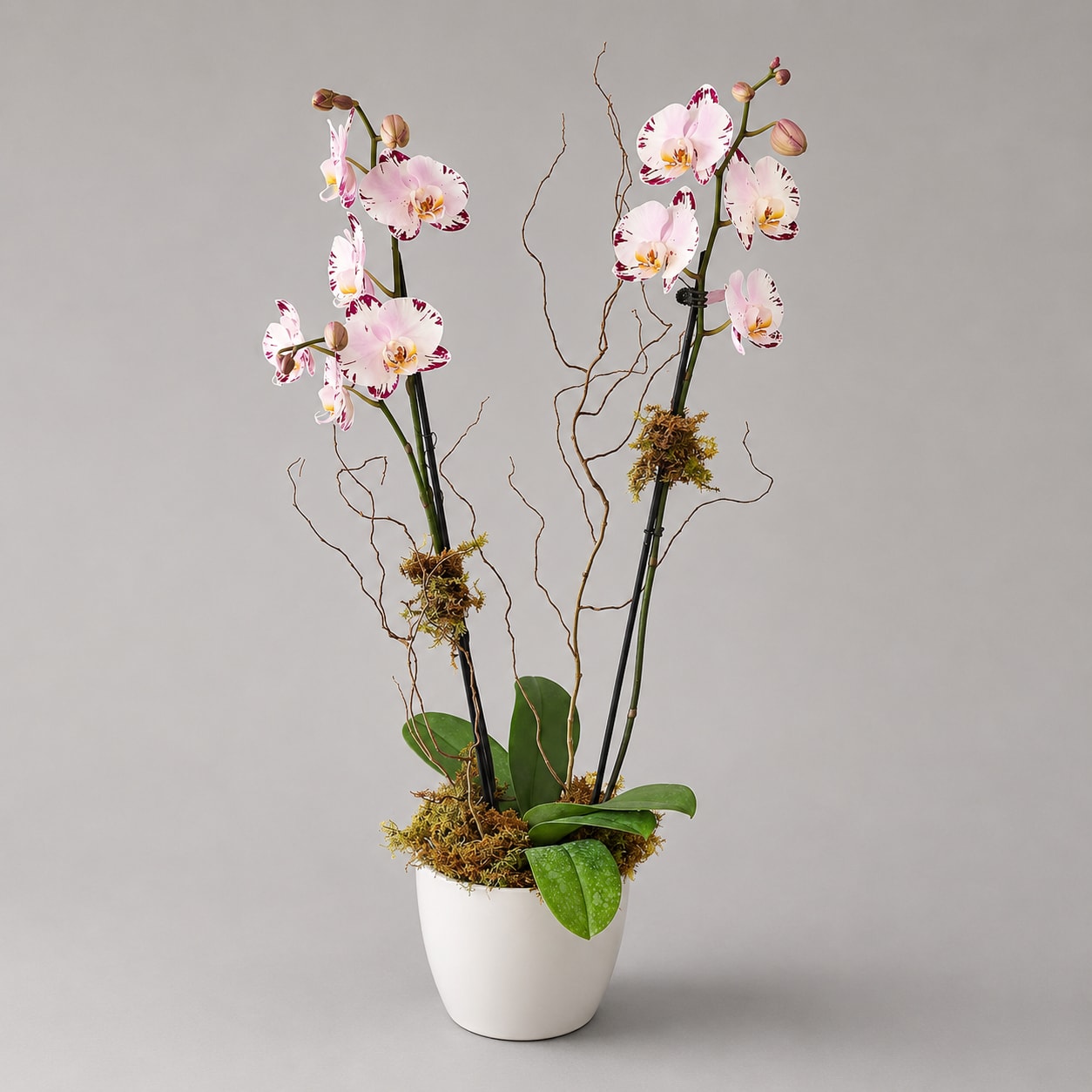 Potted orchid arrangement with pink-and-white blooms in a white planter