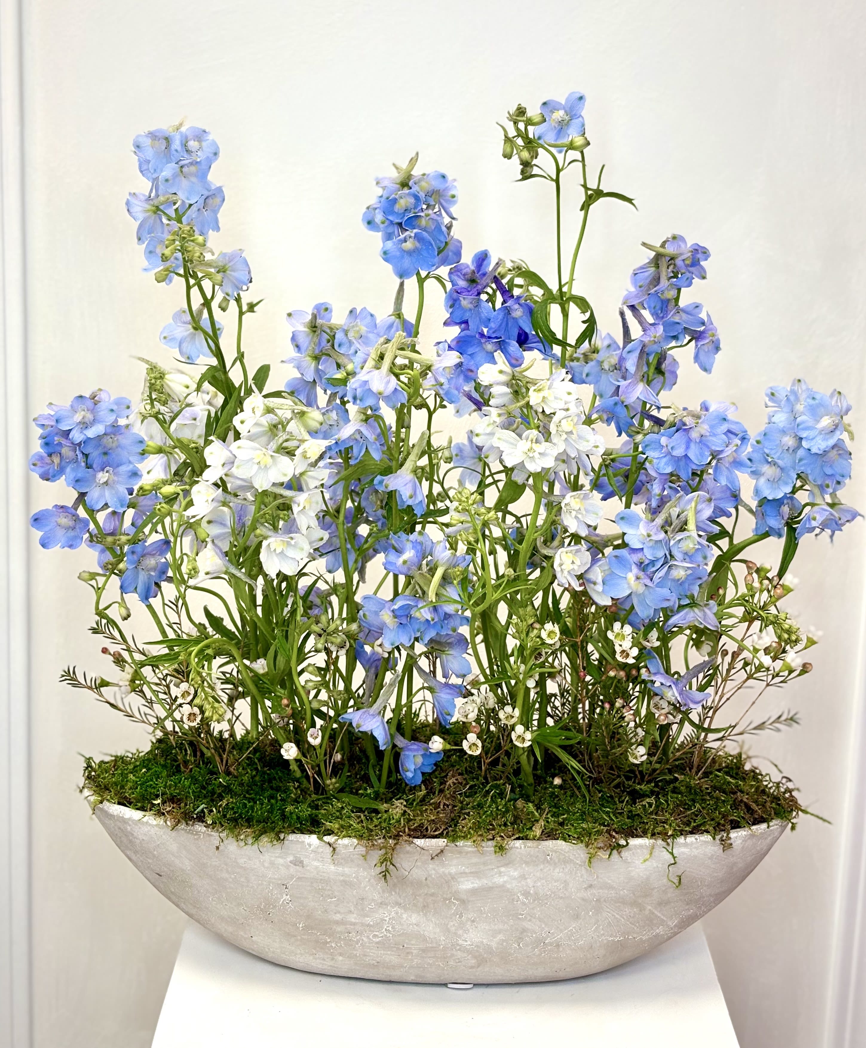 Blue and white delphinium arrangement in a shallow oval planter