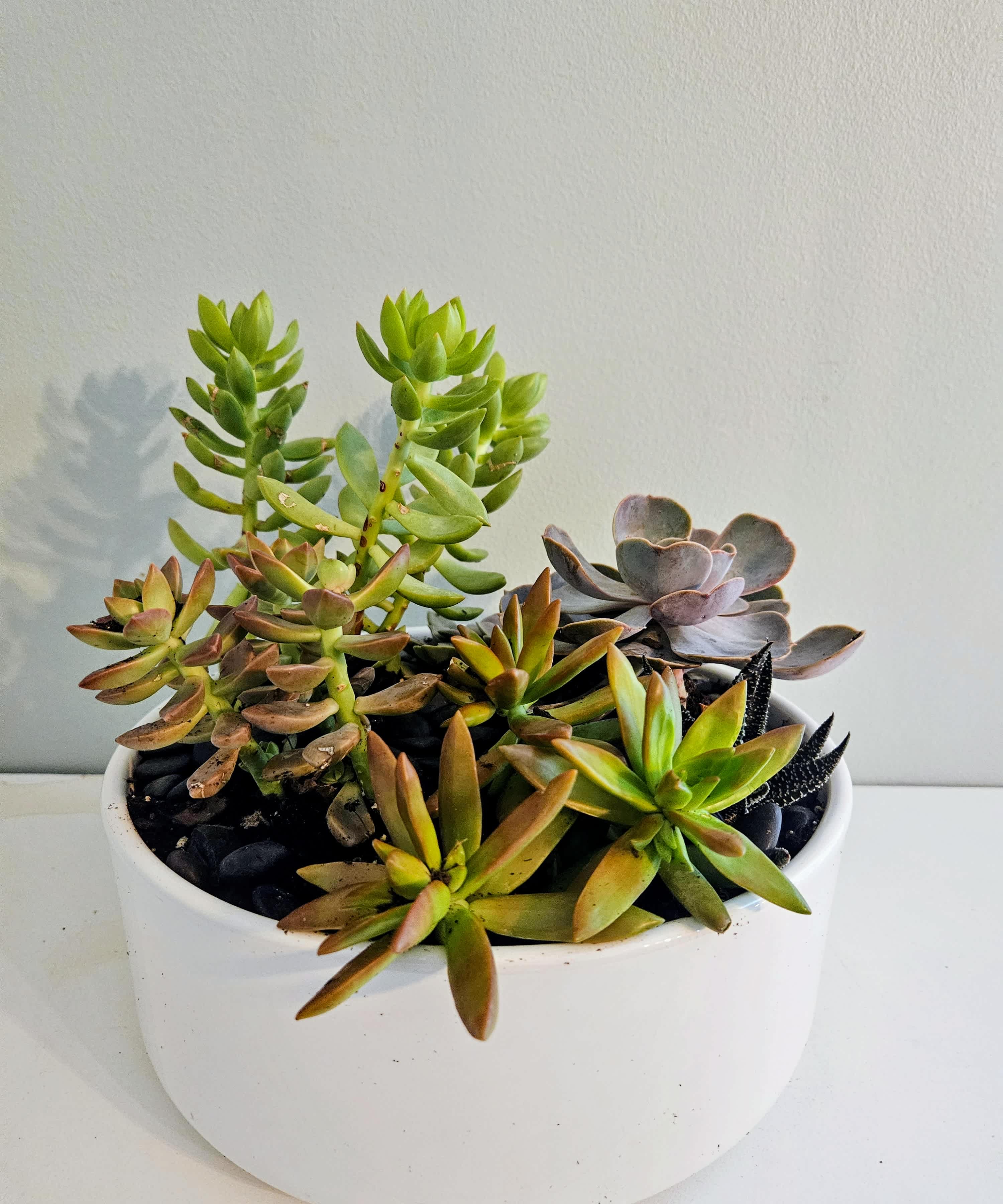 Mixed succulent arrangement in a white ceramic pot