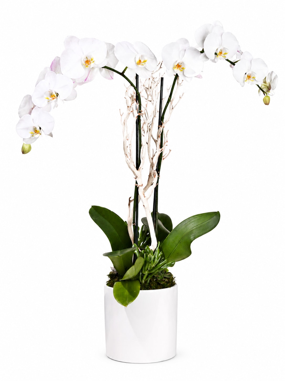 White orchid plant in a white pot with decorative branches