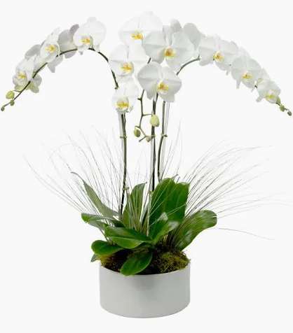 White orchid plant in a round white pot