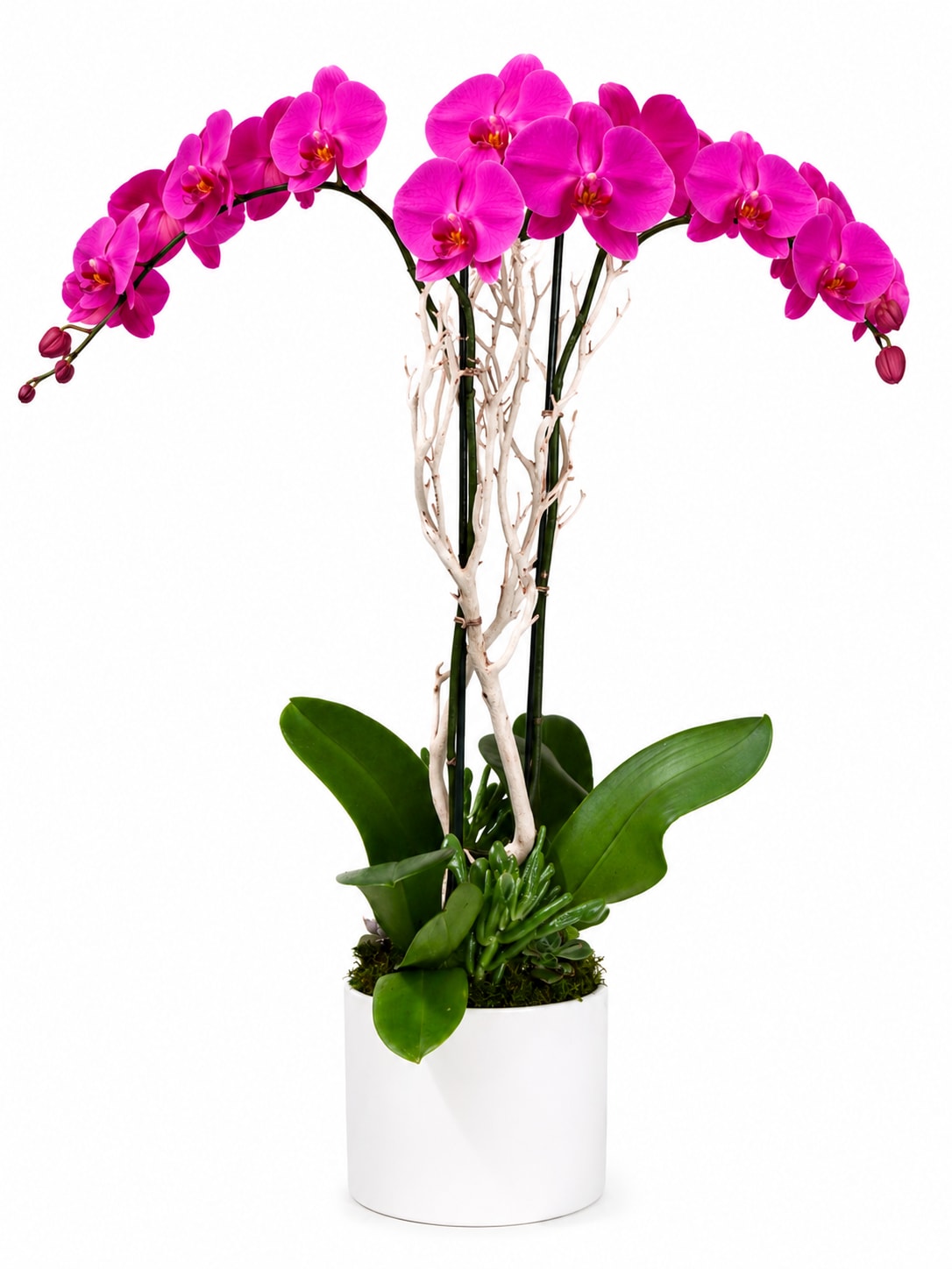 Pink orchids arranged in a white pot with green succulents