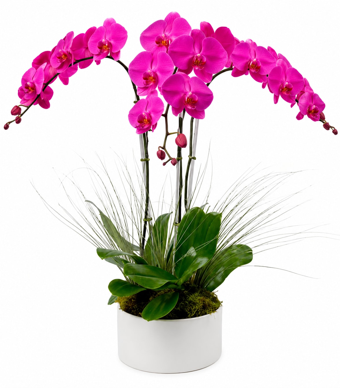 Pink orchid arrangement in a white pot with arching stems
