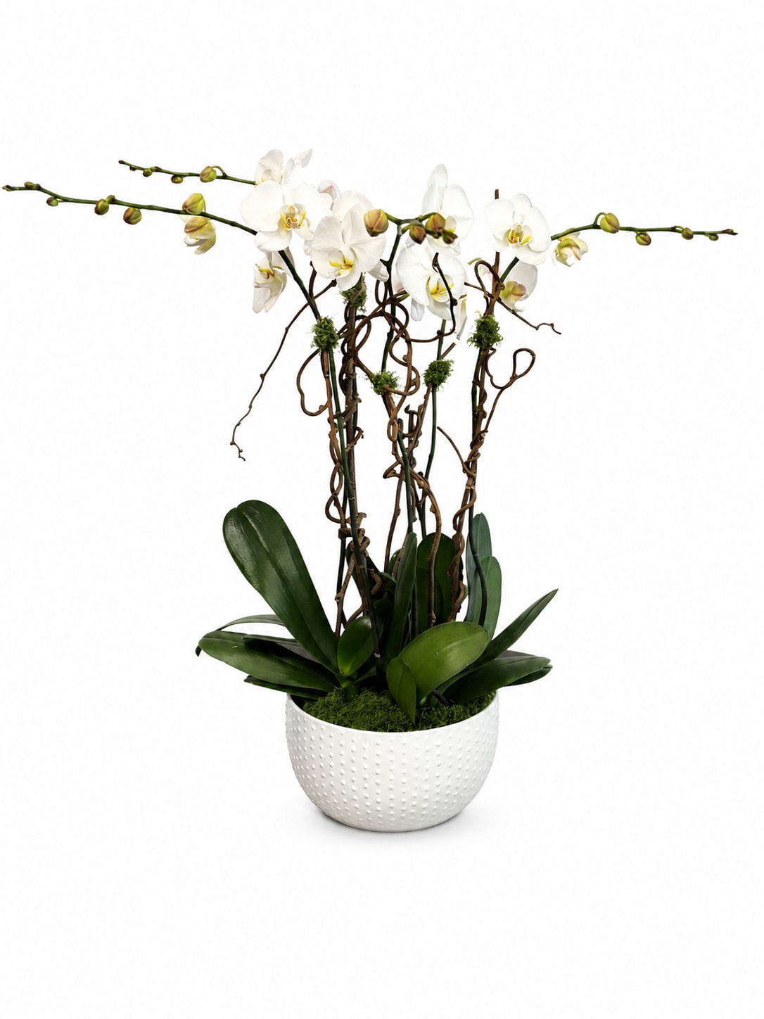 White orchid plant in a textured white pot