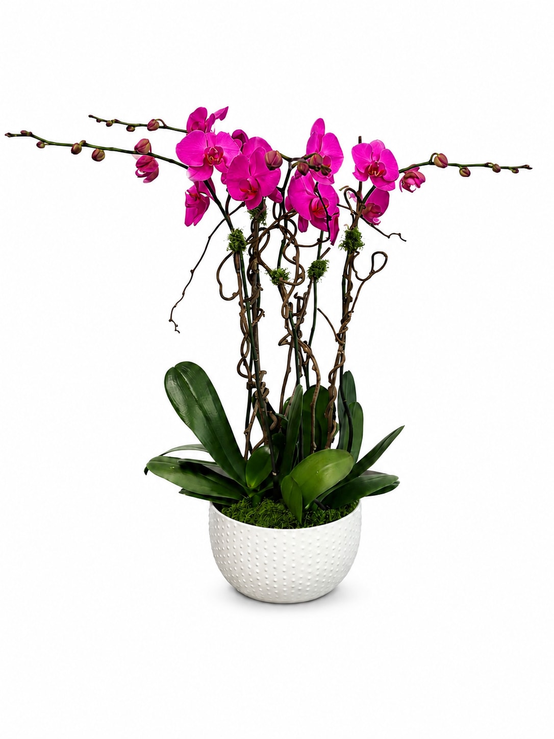 Potted orchid arrangement with bright pink blooms in a white planter