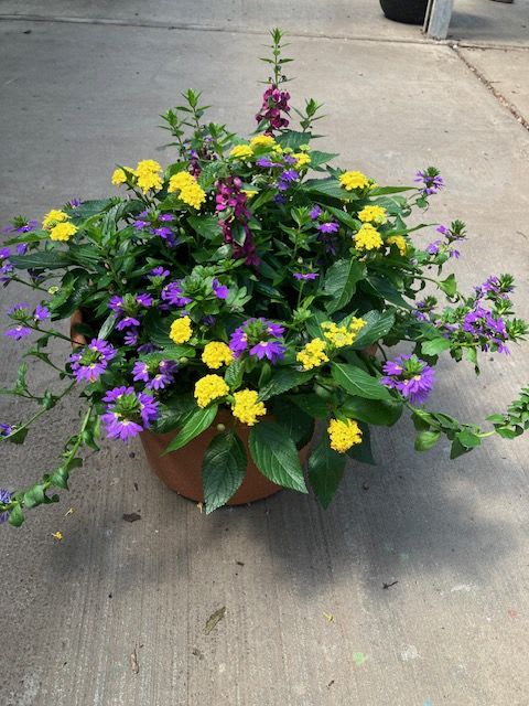 Potted arrangement of purple and yellow flowers in a terracotta container