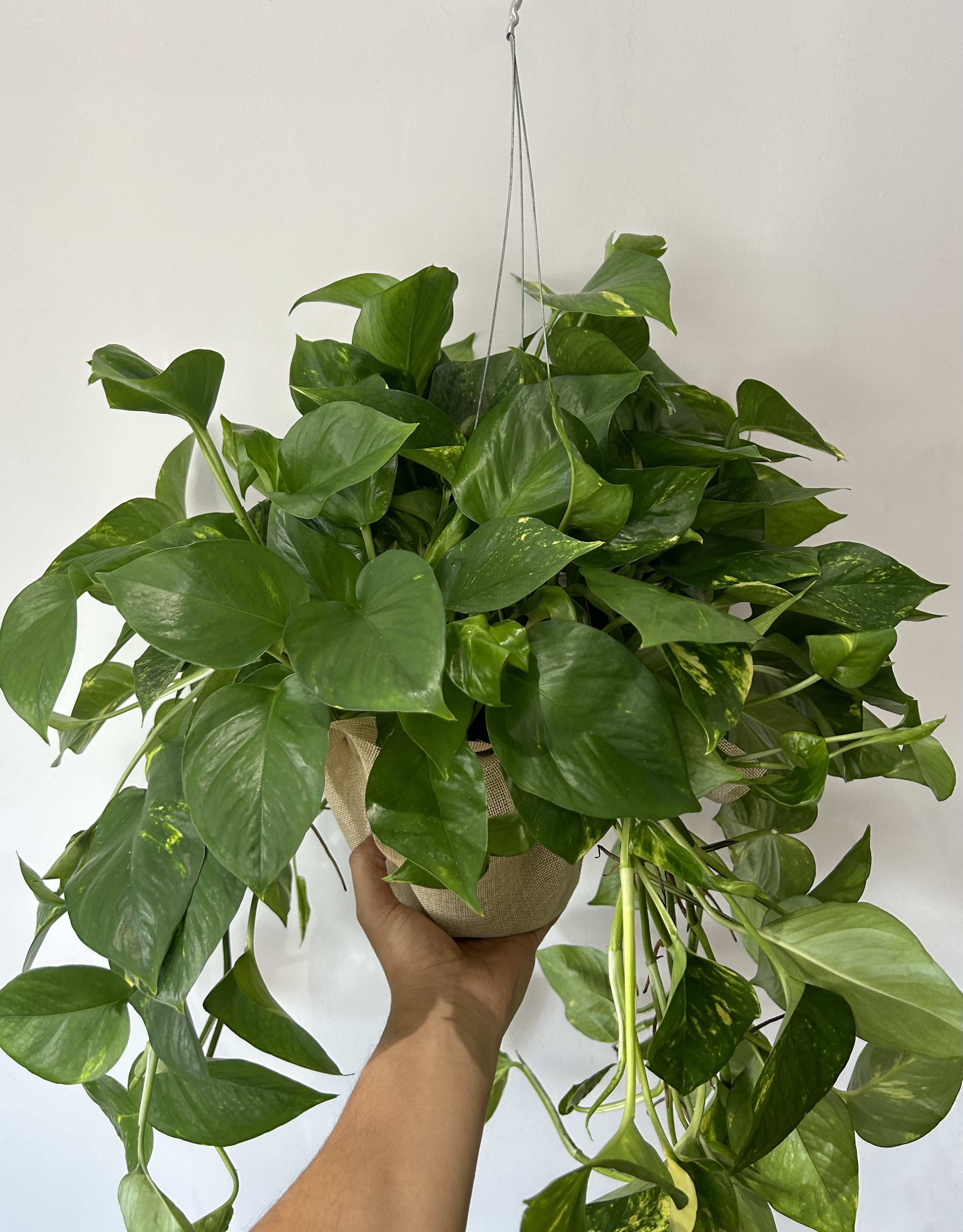Hanging pothos plant in a burlap-wrapped pot