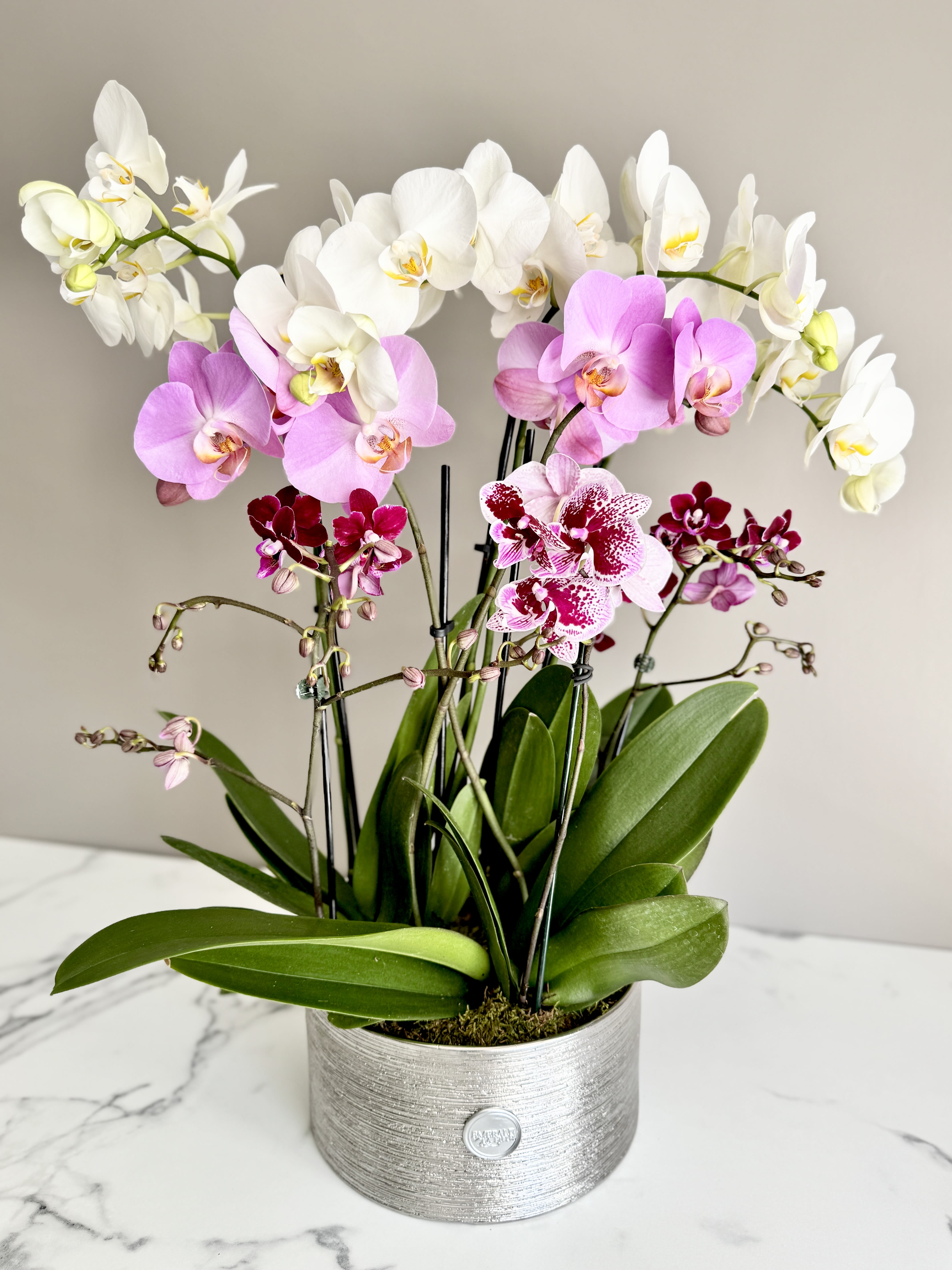 Potted orchids in white, pink, and burgundy blooms in a silver container