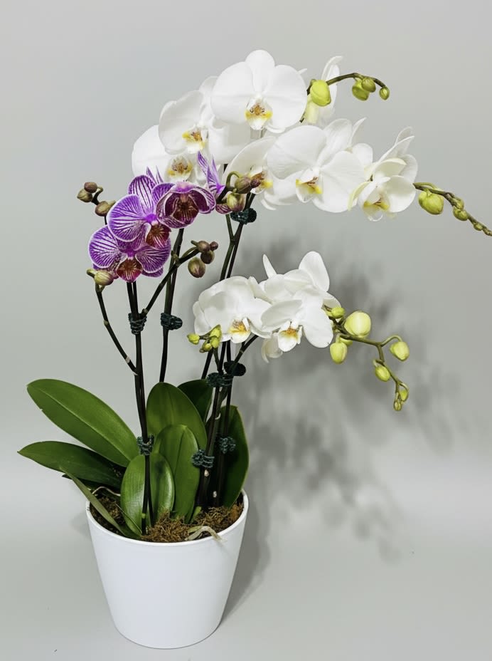 A Lust for Orchids -  