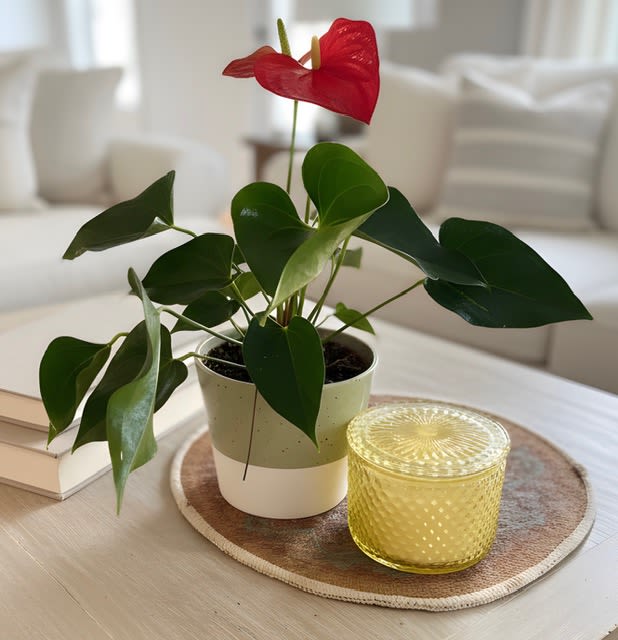 Anthurium plant with candle - A single glossy red anthurium makes a confident statement-perfect as a housewarming gift, anniversary surprise, or a "just because" pick-me-up for the person you're thinking of. This potted anthurium plant with candle pairs that vivid red spathe and deep green, waxy leaves with a warm yellow glass candle, creating a balanced mix of living texture and soft glow that reads romantic enough for anniversaries and thoughtful enough for get well or thank you moments.  The arrangement arrives in a two-tone ceramic pot set on a round woven placemat, giving it a clean, modern tabletop presence that suits desks, entry consoles, or bedside tables. A textured yellow glass candle holder sits beside the plant, adding flicker and color contrast against the red, white, yellow and green palette. The scale is ideal for gifting-compact yet eye-catching-and the materials (ceramic, woven mat, glass) make it feel like a complete little vignette rather than just a plant.  Friendly for many occasions-Father's Day, Mother's Day, Best Friends Day, Boss's Day, Admin Professionals' Week, or simply to say thank you-this combination sends a message of care and calm. The anthurium is low-maintenance: bright, indirect light and moderate watering keep the glossy leaves healthy; light the candle for short periods to add warmth to the room. It's the kind of gift that helps someone feel seen and settled in their space.