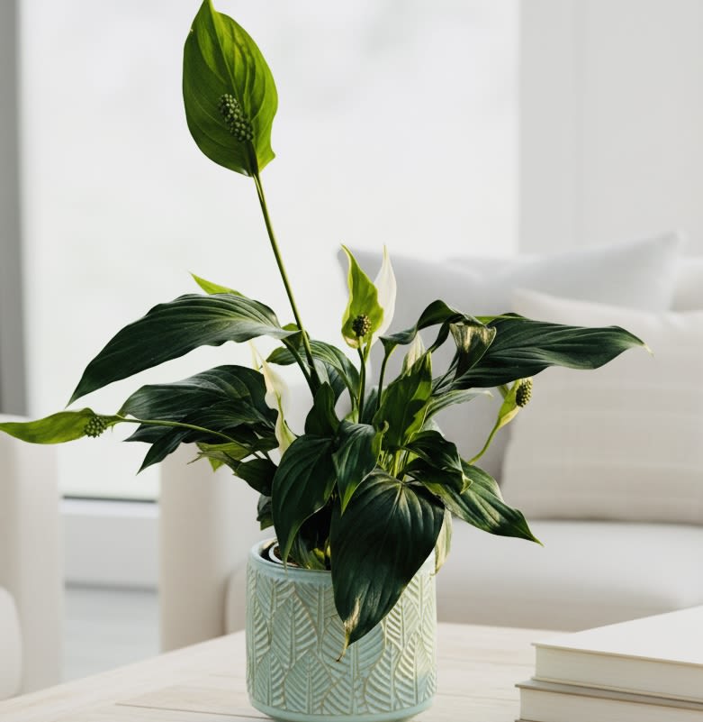 Gift A Peace Lily (*comes with a bunch of sunflowers) - Glossy dark green leaves and pure white spathes make this potted peace lily a calm, confident gift for someone who needs a quiet lift. Perfect as a housewarming or get-well gift, and equally appropriate for sympathy, thinking-of-you, or just-because moments, this compact peace lily communicates peace and care without saying a word - ideal for Father's Day, retirement, or to thank a host.  The plant arrives upright and neatly trimmed in a pale patterned ceramic pot that complements modern home and office decor. Its compact size fits tabletops, desks, or bedside stands; glossy foliage and several long-lasting white blooms create a fresh, understated focal point. Easy to care for and tolerant of indoor light levels, it's a lasting alternative to cut flowers that keeps giving.  A thoughtful choice for birthdays, anniversaries, or to apologize, the peace lily brings quiet beauty wherever it sits. Order as a sympathy or funeral tribute or as a long-lasting thank-you-no special setup required; water when the top inch of soil feels dry and keep out of direct harsh sun for best results.