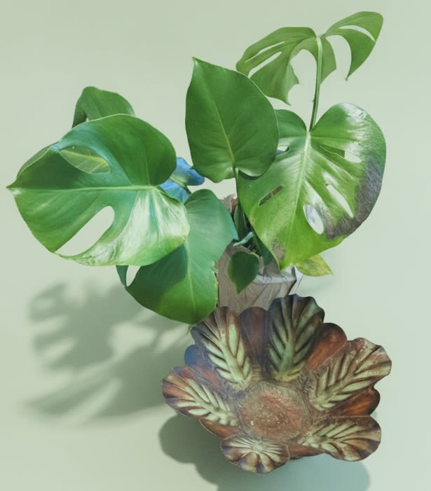 Monstera Sunflower metal bowl and plant gift - A bold, sculptural Monstera plant brings instant tropical style to any room - perfect as a housewarming gift, thank-you gesture, or everyday decor piece. This potted monstera arrangement reads modern and architectural: large, glossy split leaves catch the light and create a lively focal point that will make the person you're sending it to feel seen and celebrated.  The plant sits in a clean metal bowl-style pot that emphasizes the vivid green foliage and sculptural silhouette. Leaves are broad with pronounced fenestrations and a strong sheen; one lower leaf shows a natural, darker mottled pattern that adds character and texture without detracting from the plant's overall healthy look. Compact enough for a desk, shelf, or entry table, it fits modern homes and offices alike.  Ideal for someone who loves low-maintenance greenery, this monstera brings a lasting, living reminder of your thoughtfulness. Place in bright, indirect light and water when the top inch of soil feels dry to keep the foliage glossy and vigorous. Available in a single pot size suited to small- to medium-scale interior spots - an elegant, enduring choice for gifting.