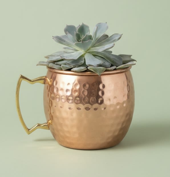 succulent mule cup - Bright, cheerful yellow roses paired with a compact succulent create a playful, ready-to-give gift that feels both handmade and modern-perfect as a birthday bouquet, thank-you, or just-because arrangement. The painted ceramic mug with its watermelon-inspired red and green motif (or, for a sleeker option, a hammered copper mug-shaped planter with a gold-toned handle) makes the presentation feel personal and gift-ready; add the included bag of coffee to turn it into a thoughtful housewarming, Father's Day, or get-well treat that says you care.  The arrangement pairs soft yellow roses and muted green foliage with a tidy rosette succulent for contrasting texture-lush petals against the succulent's firm, gray-green leaves. The painted mug option reads casual and whimsical on a kitchen counter, while the metal cup version is a minimalist desk or shelf accent that complements modern decor. Dimensions are compact for easy placement; the set arrives assembled in its ceramic or copper mug with the succulent potted separately or set beside the bouquet, ready to display.  This combination suits many occasions-thinking of you, anniversary, love and romance, wedding favors, or a cheerful spring or summer pick-me-up-and makes the recipient feel genuinely seen and celebrated. Low-maintenance care: refresh the roses' water and mist the succulent sparingly; the coffee bag makes the moment feel extra special when they open it.